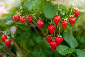 In a medium saucepan, combine sliced strawberries, 1/3 cup sugar and 1 tbsp lemon juice. What Are Strawberries
