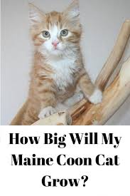 How Big Will My Maine Coon Grow Maine Coon Central