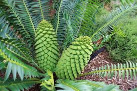 Image result for Encephalartos chimanimaniensis
