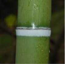 Image result for Oreobambos buchwaldii