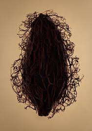 Image result for Magnistipula