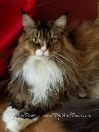 Many pictures of maine coon cats and maine coon kittens for sale from this cattery. Maine Coons Pip And Paws