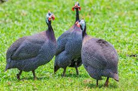 Guinea Fowl: Everything You Need to Know About These Unique Birds -  Heritage Acres Market LLC