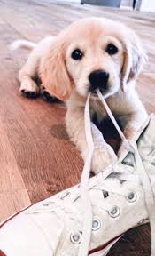 Best Dog Toys For Aggressive Chewers Diy Darlin In 2020 Best Dog Toys Cute Baby Animals Pretty Dogs
