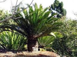 Image result for Encephalartos senticosus