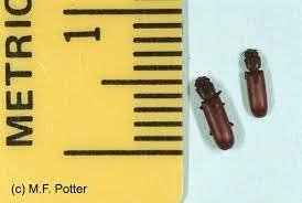 Eggs, a rose, custard powder, spaghetti or marbles. Powderpost Beetles Entomology