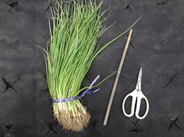 たまねぎ苗を葉切りして植え付け 玉ねぎ定植2015 家庭菜園の通販 野菜づくり応援 はネクスタ株式会社が運営する 公式 ショップです