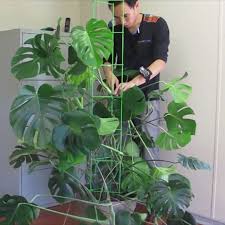Monstera Owners Link In Profile Read My Blog Post On The Story Of My Monstera Complete With Pictures From When I Trellis Plants Plants Propagating Plants