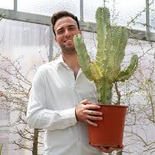 Image result for Euphorbia