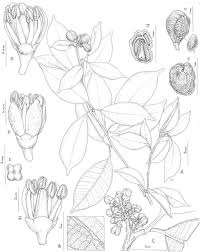 Image result for Toddaliopsis