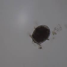 Didinium is a genus of unicellular ciliates with at least ten accepted species. Didinium Living Carolina Com