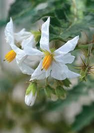 Image result for Solanum sisymbriifolium