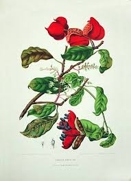 Image result for Sterculia subviolacea