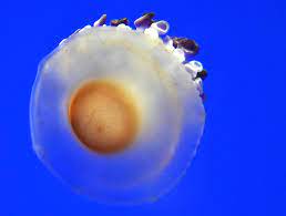 Find the perfect fried egg jellyfish stock photos and editorial news pictures from getty images. Fried Egg Jellyfish Exist And They Re Freaking Adorable