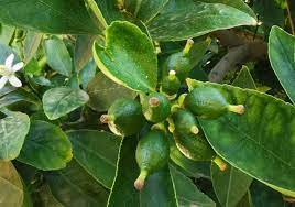 On the other hand, it is fairly common to see fruits on some eureka lemon within the first year or two. Citrus Problems Why Citrus Fruit Drops And Flowers Fail To Develop Deep Green Permaculture
