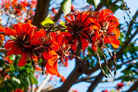 We did not find results for: Red All Over Why The Coral Is An International Celebri Tree The Horticult