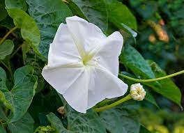 Moon Vine Ipomea Alba Moon Flower Morning Glory Seeds Flowering Vines