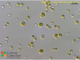 Image result for Microchloa altera