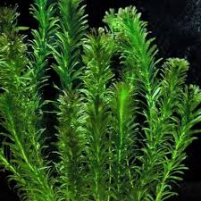 Image result for Egeria densa