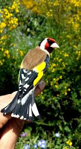 tres elegant de ameur ounzza nature birds beautiful birds world birds