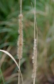 Image result for Cenchrus macrourus