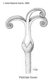 Image result for Shirakiopsis