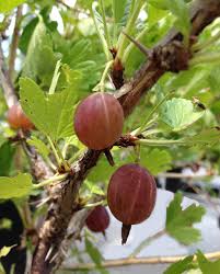 Maybe you would like to learn more about one of these? You Can Still Plant Perennials Fall Veggies And Fruit Trees Shrubs In Western New York Buffalo Niagaragardening Com