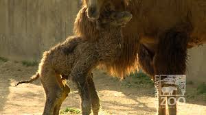 How fast can a camel run. Camel Birth Highlights Cincinnati Zoo Youtube