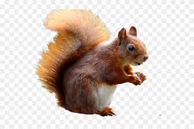 For boys and girls, kids and adults, teenagers and toddlers, preschoolers and older kids at school. Red Squirrel Clipart Transparent Background Squirrel Free Hd Png Download 640x480 6470425 Pngfind