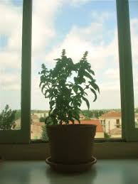 We did not find results for: Les Trucs Les Plus Ecolo Efficaces Pour Chasser Les Mouches De La Maison Consommer Durable