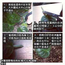 都市中的非洲菫 非洲堇 苦苣苔科植物 growing topics