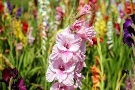 But do you know what your actual birth flower is? August Birth Flowers Gladiolus And Poppy Meanings The Old Farmer S Almanac