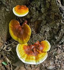 Image result for Ganoderma curtisii