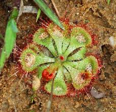 In summer, you may grow it outdoors, but bring it indoors before the frost of fall. Beautiful And Deadly Drosera Burmannii The Tropical Sundew Is One Of The Fastest Trapping Carnivorous Plants In The World Rasteniya Fotografii