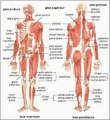 Select a human anatomy system to begin. Anatomy Of The Human Body Education Subject