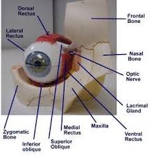 Image Result For Eye Model Labeled Anatomy Models Labeled Eye Anatomy Anatomy Models