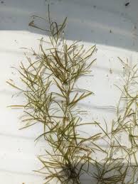 Image result for Potamogeton pusillus