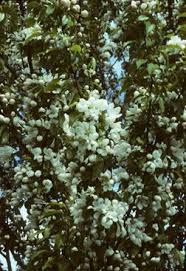 Ask questions about traveling, visiting and moving to that would be awesome if aspen was right after the eisenhower tunnel. Extension Providing Trusted Practical Education To Help You Solve Problems Develop Skills And Build A Better Future Crabapple Tree Flowering Crabapple White Flowering Trees