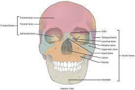 The face consists of 14 bones including the maxilla (upper jaw) and mandible (lower jaw). 38 1c Human Axial Skeleton Biology Libretexts