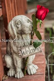 NANCY GALLIGAN PHOTOGRAPHY