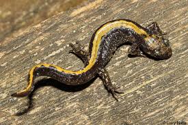 Image result for Macrotyloma daltonii