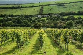 The already idyllic view on occasions can become slightly impaired the more of the products you sample on their terrace. Camel Valley Vineyard Bodmin Aktuelle 2021 Lohnt Es Sich Mit Fotos
