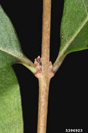 Image result for ligustrum ovalifolium