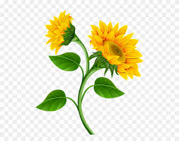 Free Free 108 Transparent Background Stem Sunflower Clipart SVG PNG EPS DXF File