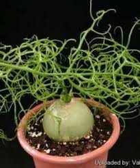 Image result for Pterodiscus aurantiacus