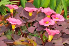 Image result for Oxalis purpurascens