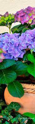 Hydrangea Heaven Plant Background Plants Plant Photography