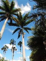 Image result for Roystonea oleracea