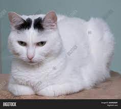 We did not find results for: White Cat Black Spots Image Photo Free Trial Bigstock