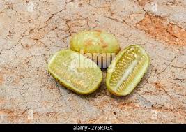Image result for Cucumis engleri